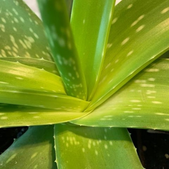 Meet your Posher, Judith - Picture 1 of 1